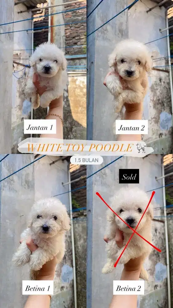 Jual poodle putih jantan dan betina