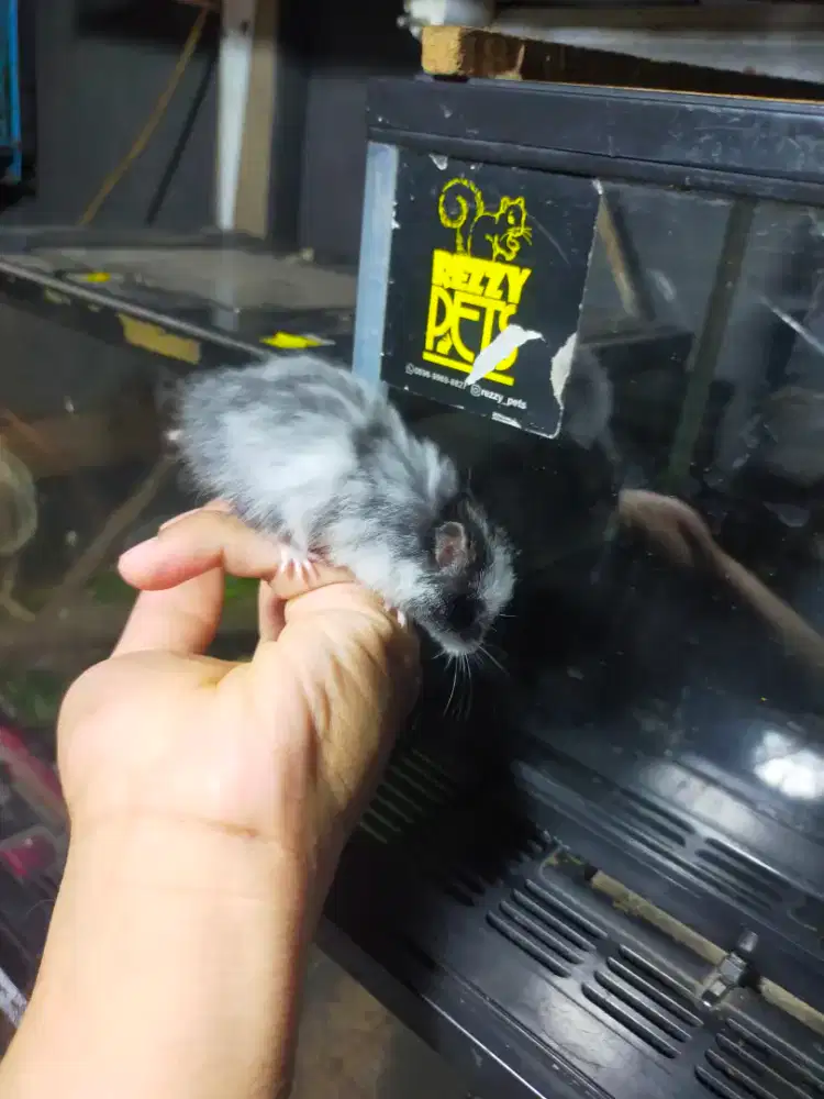 Hamster syrian domspot