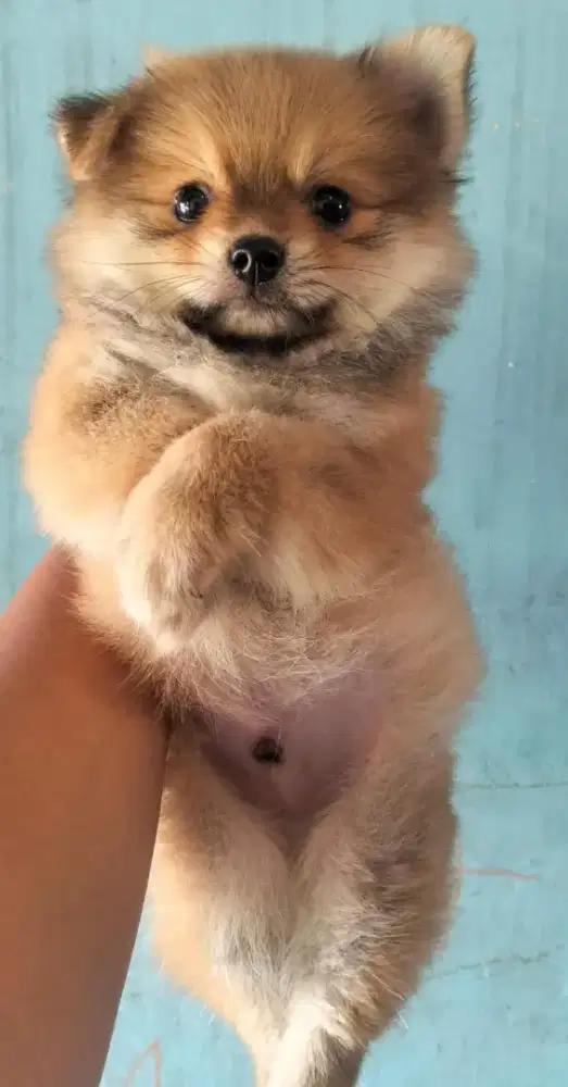 pupies pomerian jantan