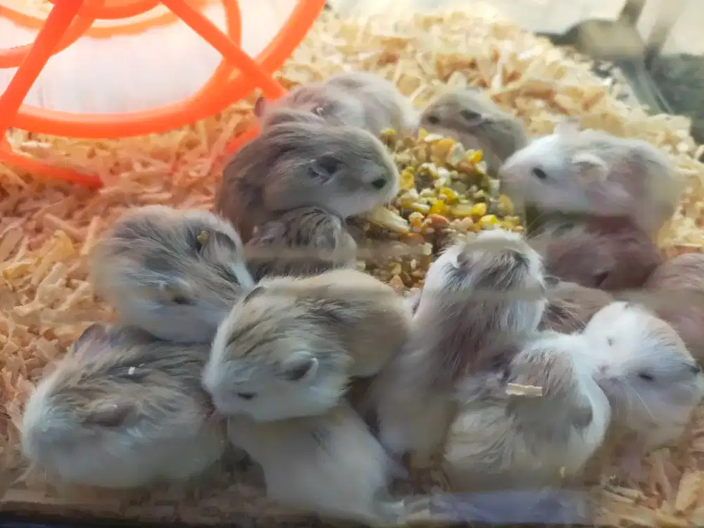 Hamster roborovski jinak dan lincah