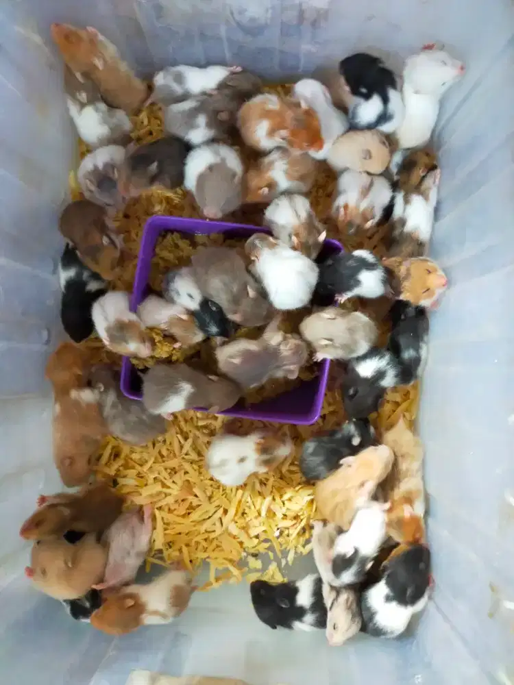 Hamster syrian berbagai varian warna