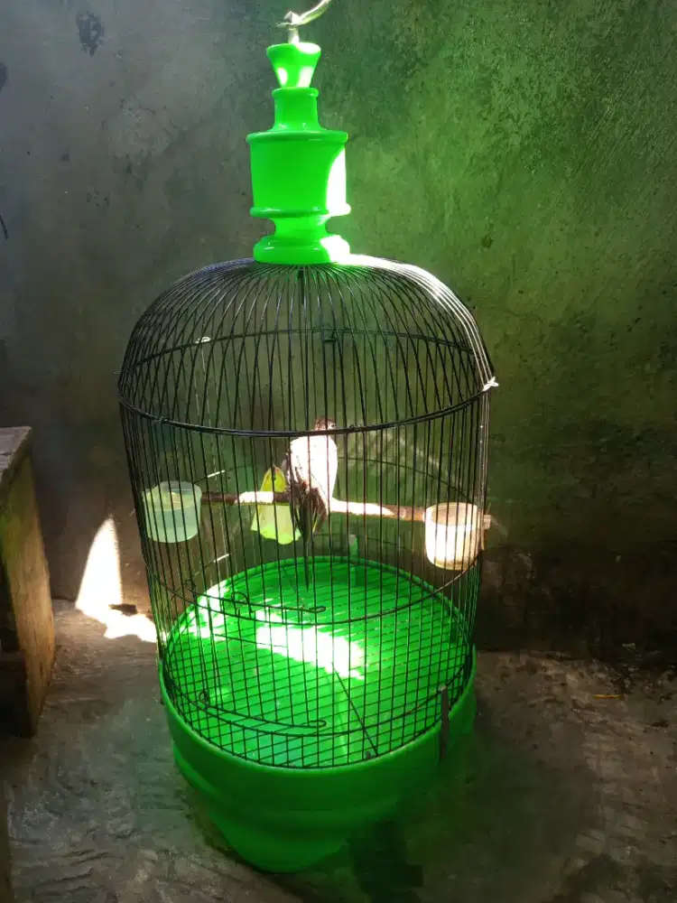 Sangkar besi lovebird tanggung