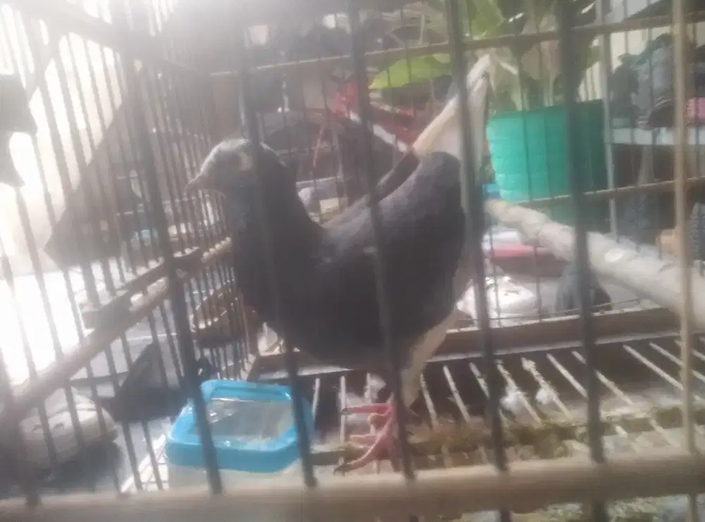 Burung dara 3 ekor Jantan