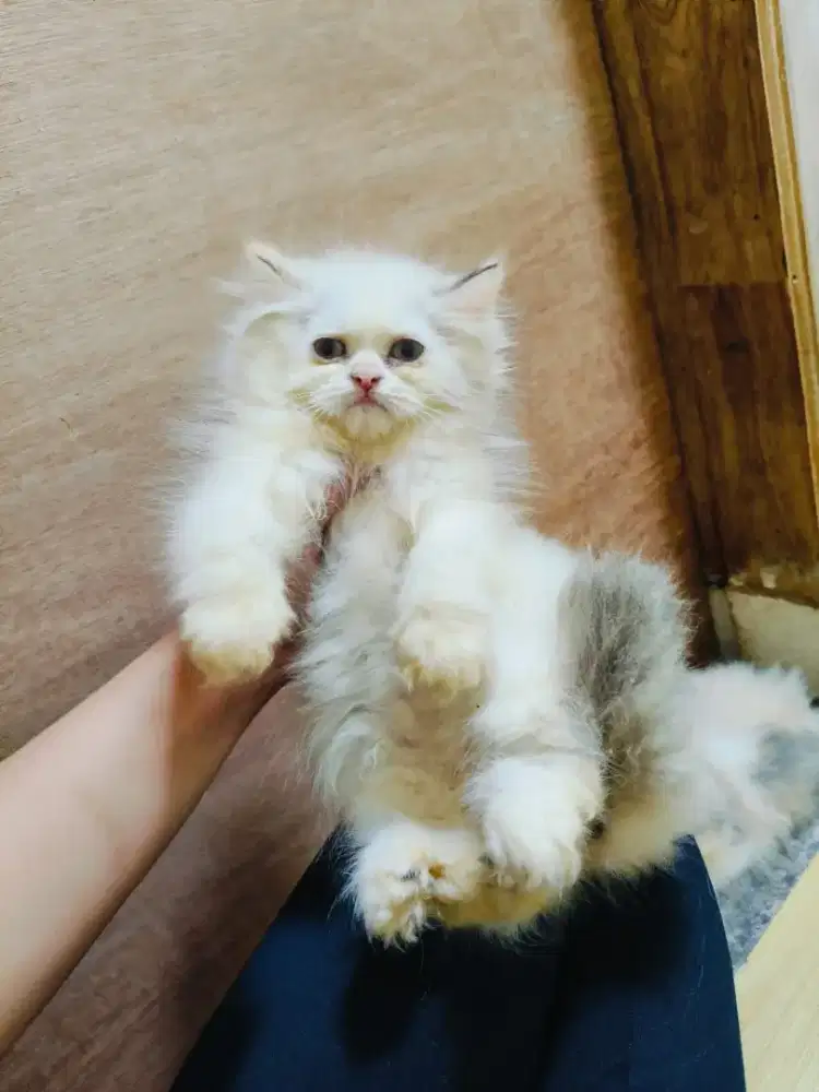 Persia calico dan Himalaya ragdoll