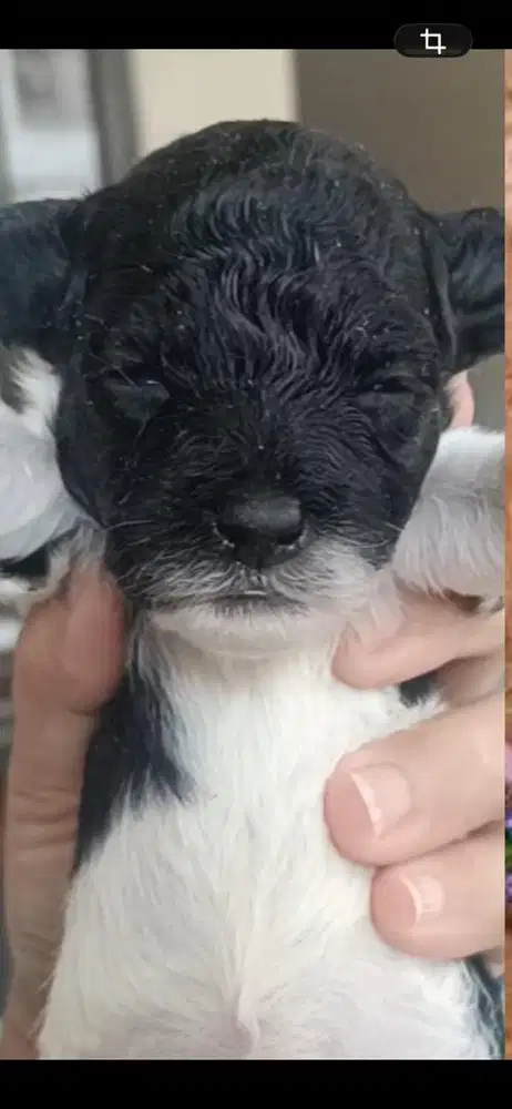 Toy parti poodle betina
