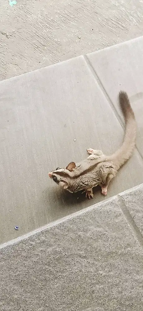 Sugar glider sehat no minus