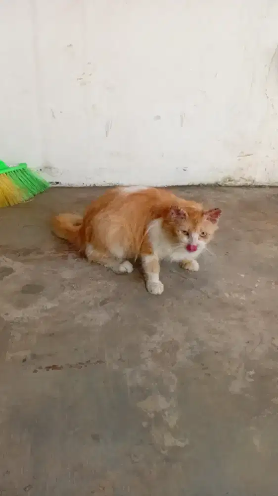 Kucing persia kuning