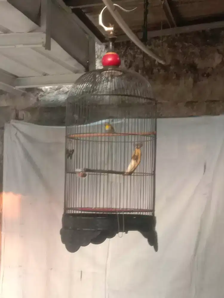 di jual burung pleci dan kandang full set