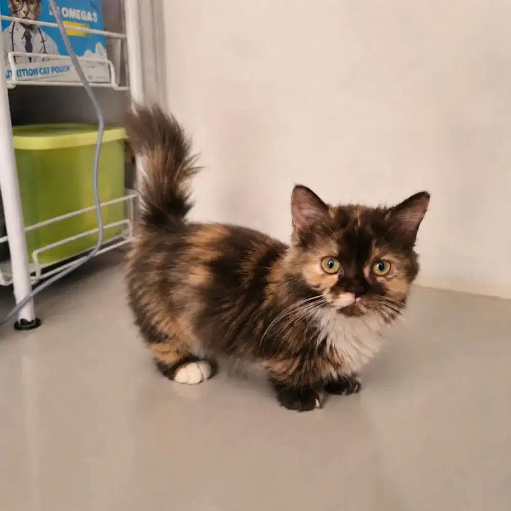 Lepas adopt kitten munchkin warna tortie