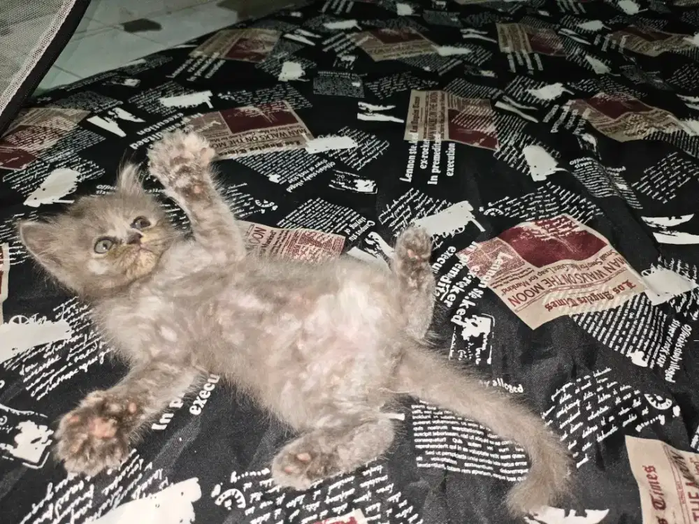 kitten scottish straight betina longhair