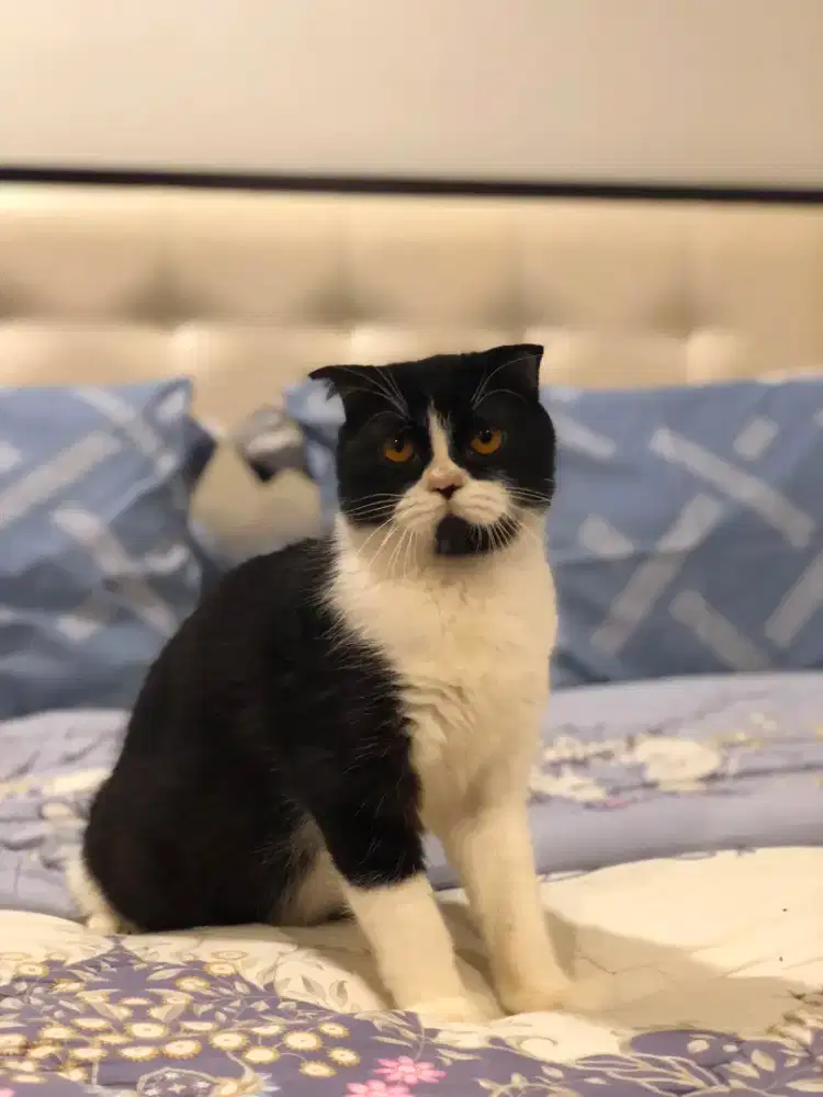 Scottish fold jantan