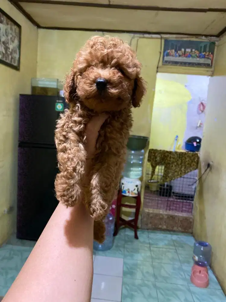 Red Toy poodle jantan