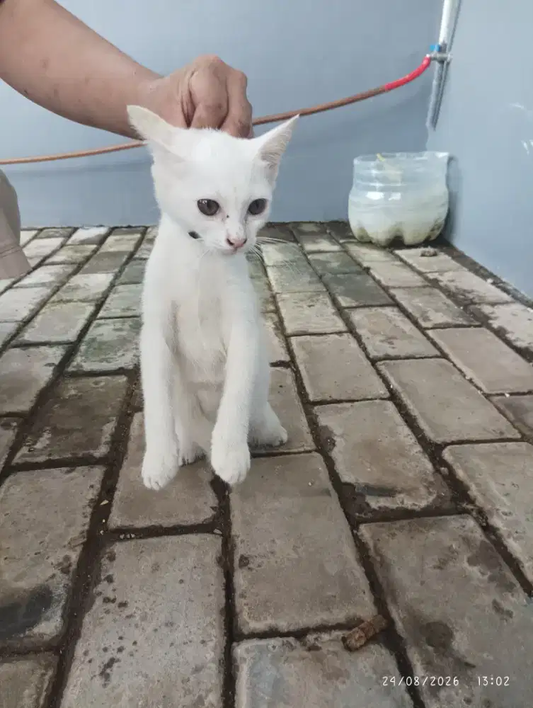 Kucing Himalaya Putih