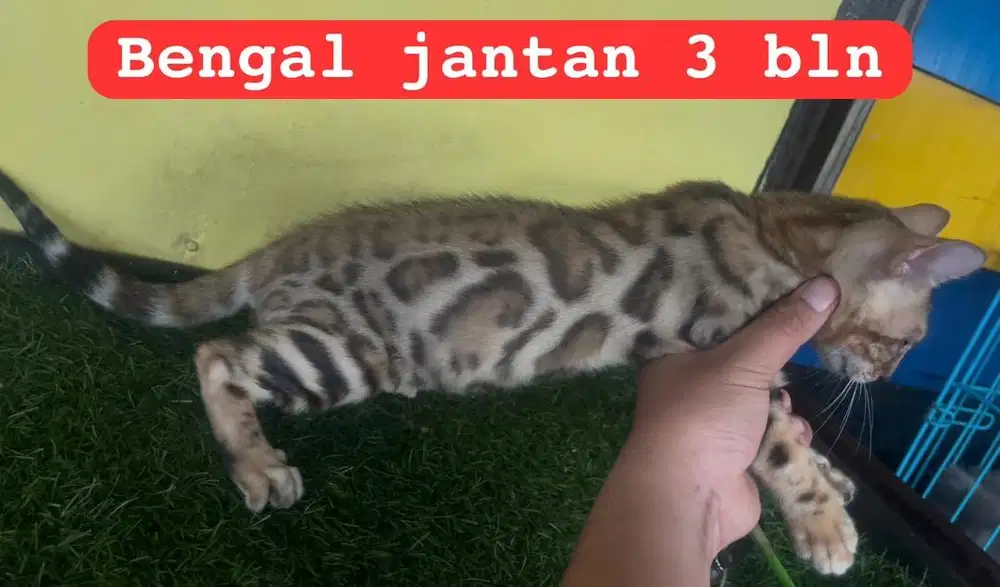 Kucing ras ben9aL bukan persia