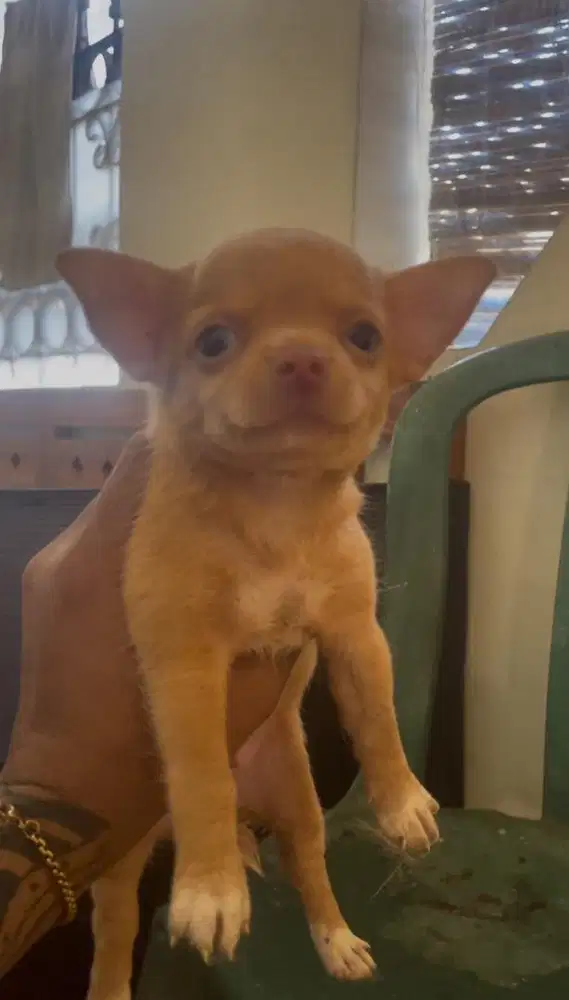 Chihuahua Jantan