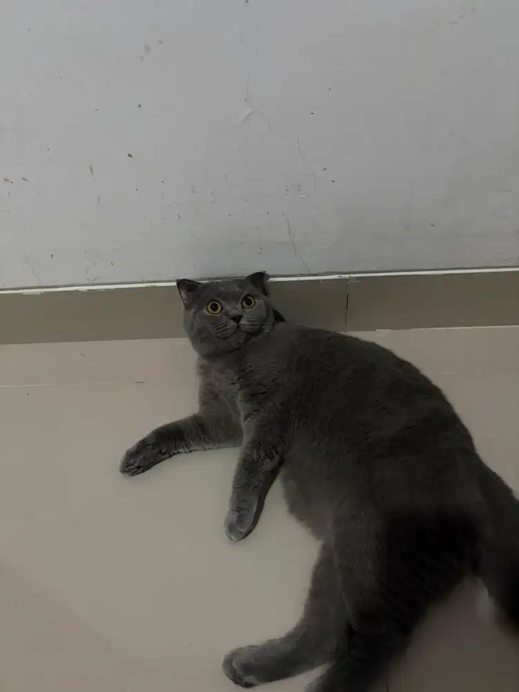 Scottish fold (parent scottish BSH)