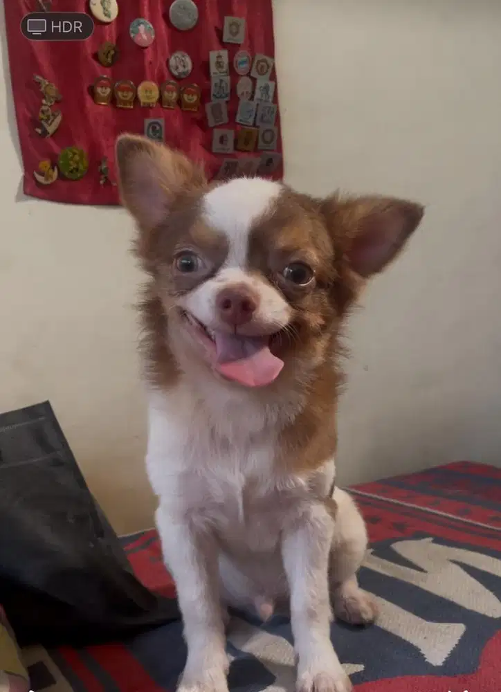 Chihuahua jantan