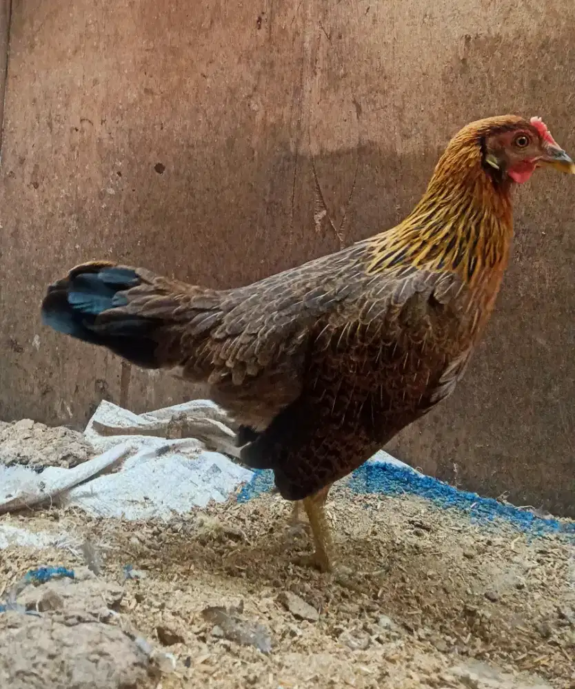 Ayam hutan merah betina