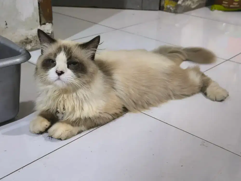 Pejantan ragdoll