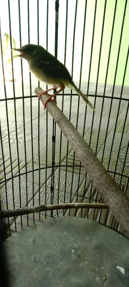Burung ciblek PAUD jantan purtotal