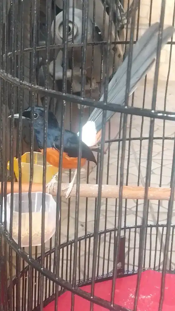 murai batu gacor fhekter