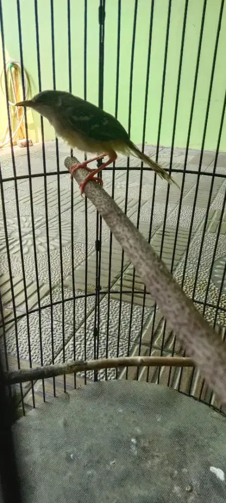 Burung ciblek PAUD jantan