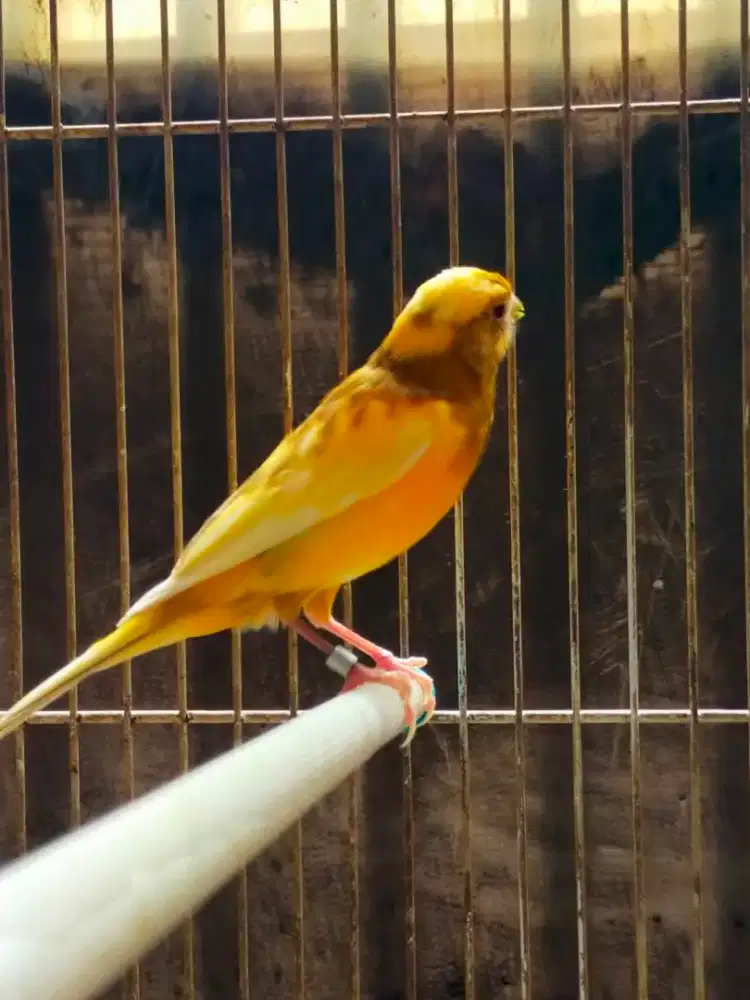 Burung kenari betina siapan