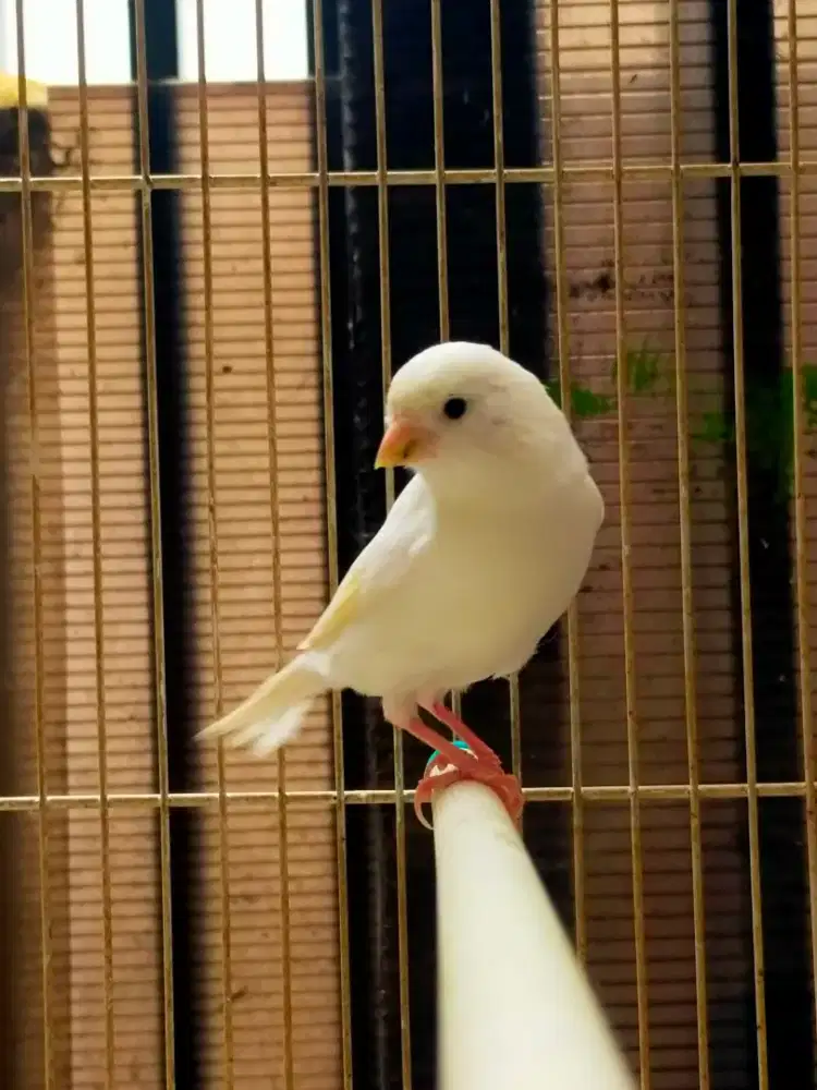 Burung kenari betina siapan