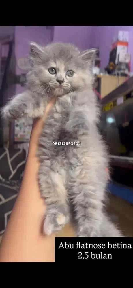 Kucing abu flatnose