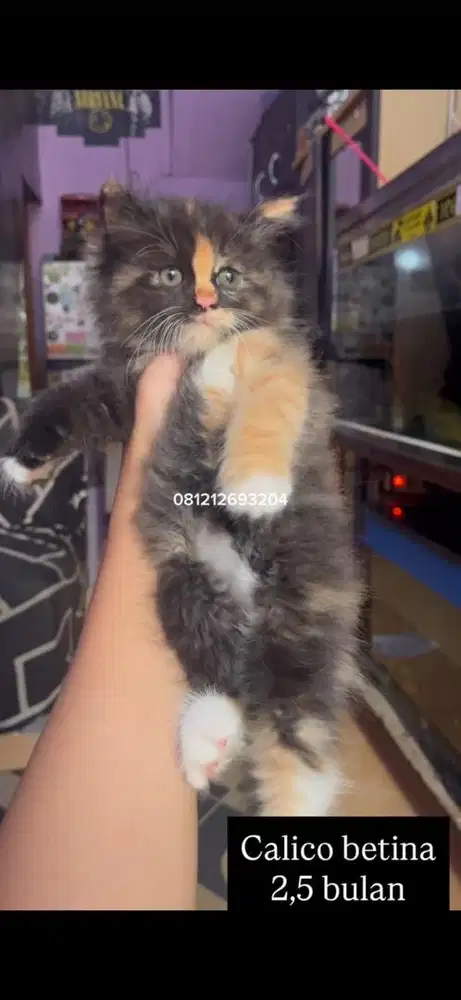 Kucing calico kitten