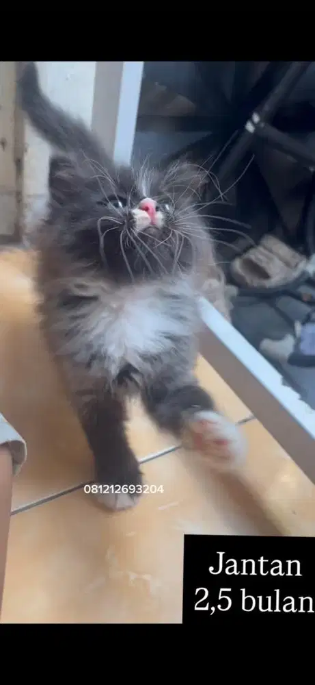 Kucing persia kitten
