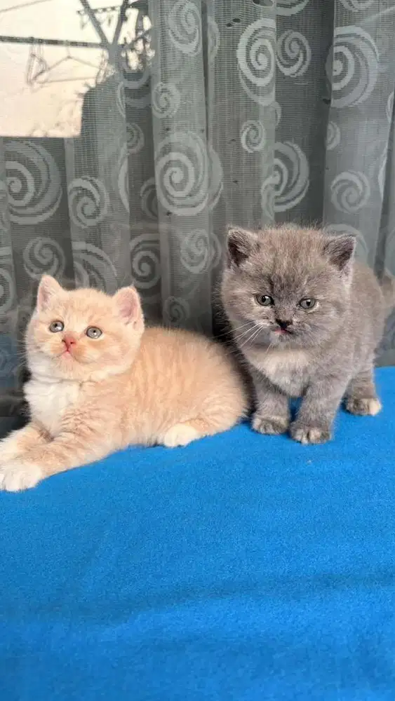 Kitten British Shorthair