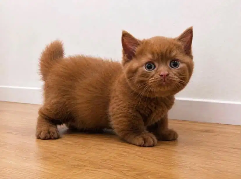 Kitten bsh munckhin cinamon jantan