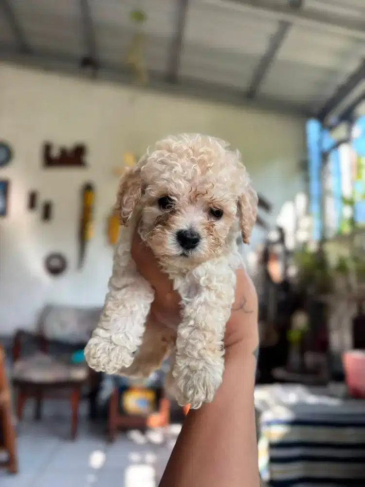 Poodle puppies betina