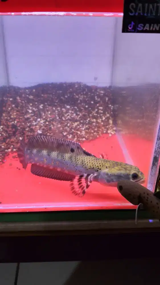 Ikan chana blue pulcra 15cm
