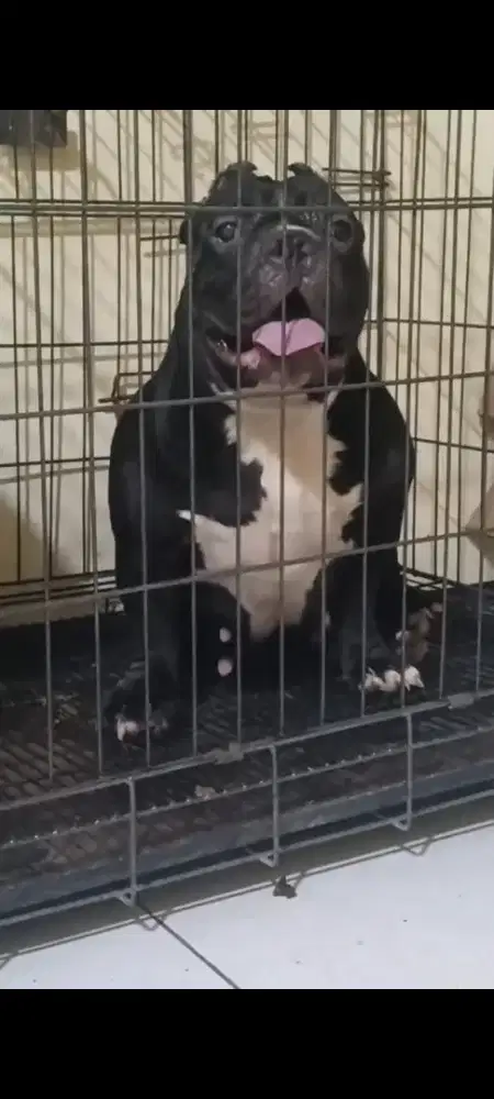 American Bully Indukan