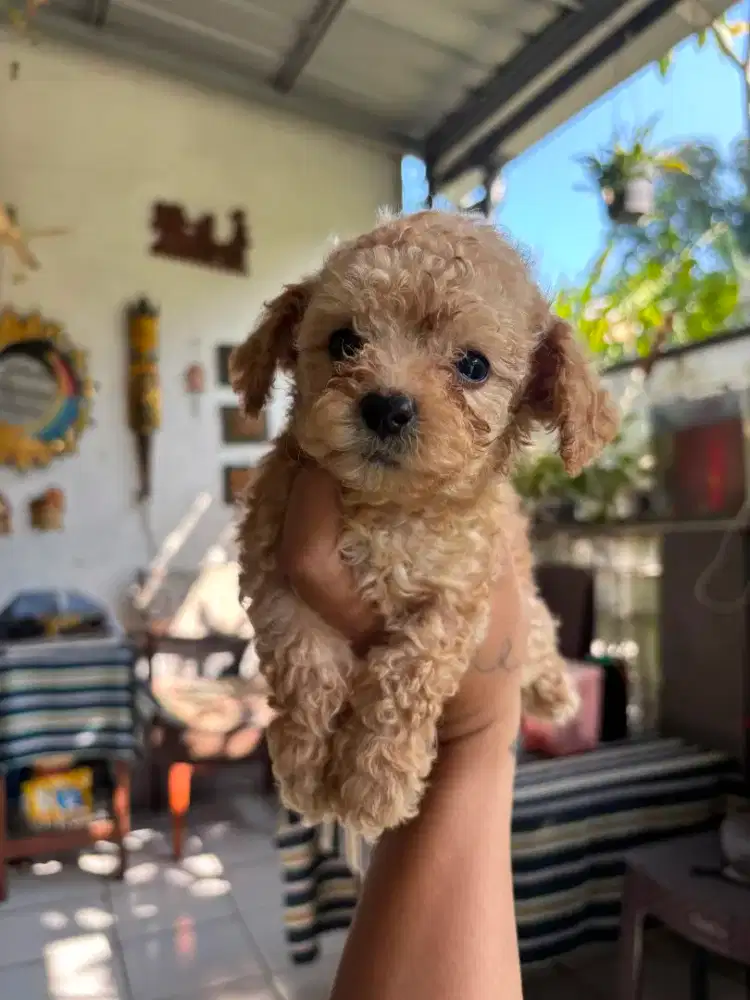 Poodle female/betina