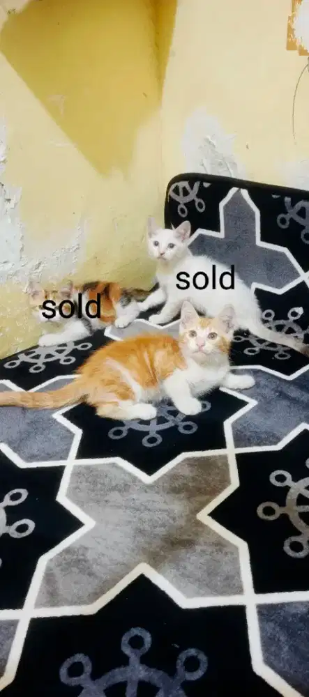 Anak kucing/kitten Persia mixdome