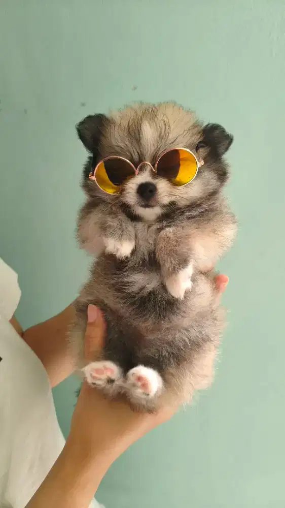 Anakan minipom pure