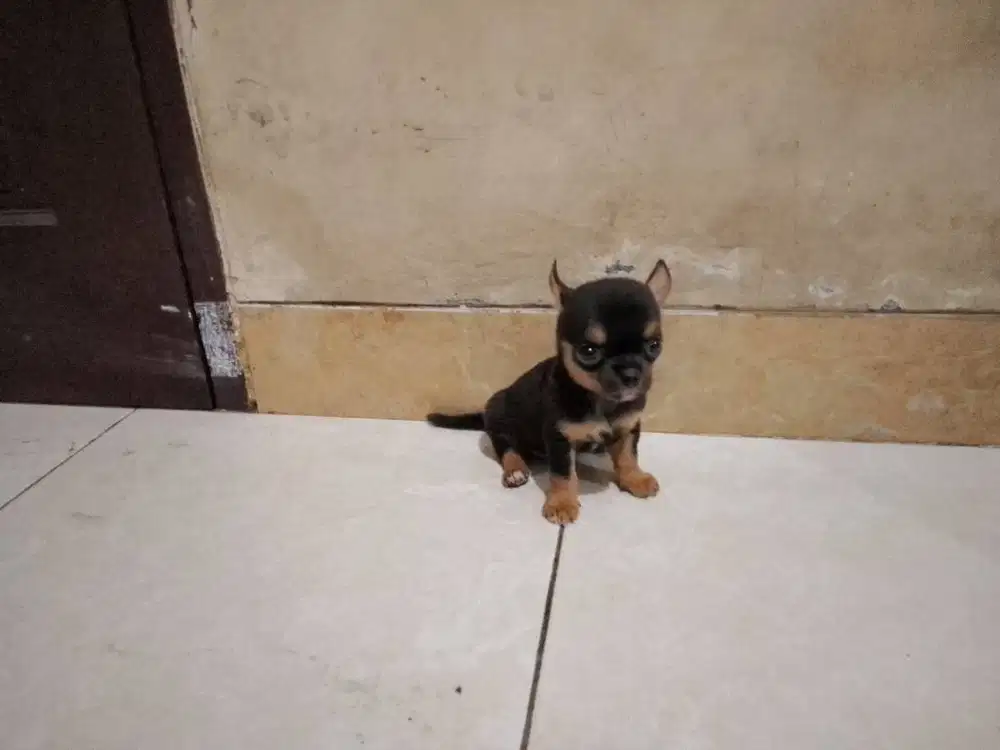 MixBreed Chihuahua - 1