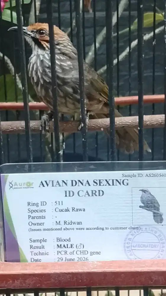Cucak Rowo Jantan DNA Dewasa