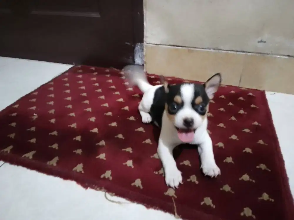 MixBreed Chihuahua - 2