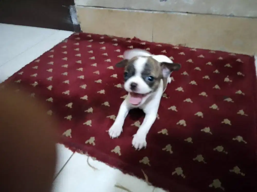 MixBreed Chihuahua - 3