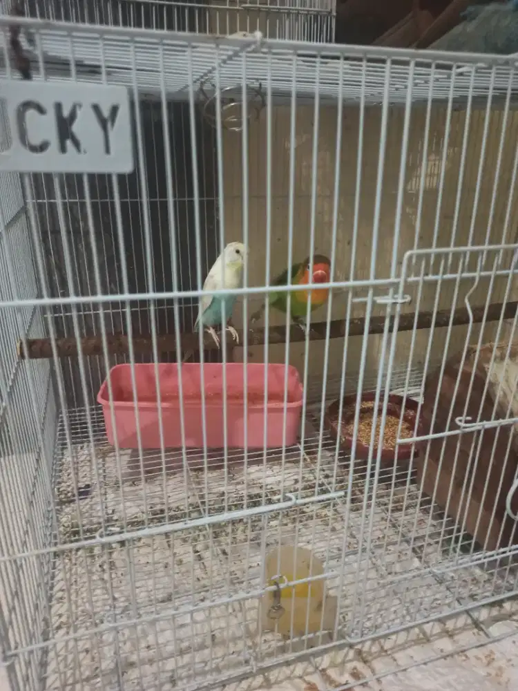 Lovebird parkit