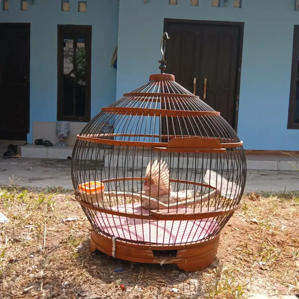 Tekukur silver gacor