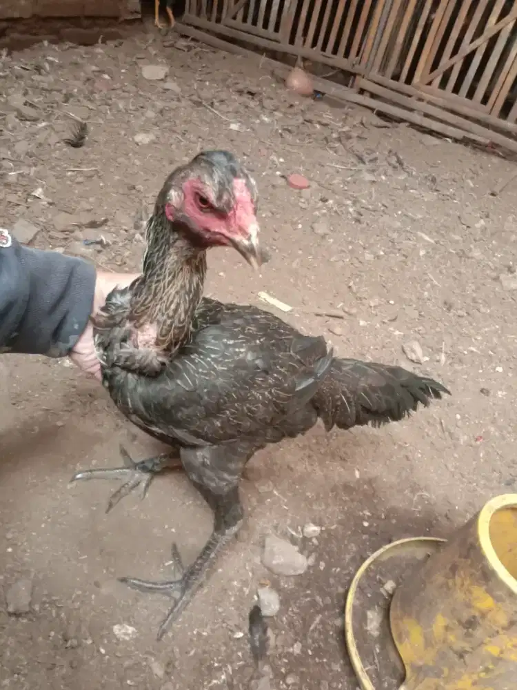 Ayam betina Pama speed mantap timpuk manja line import