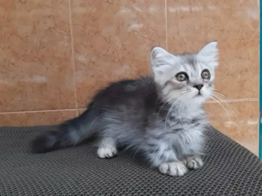 Kitten/kucing munchkin