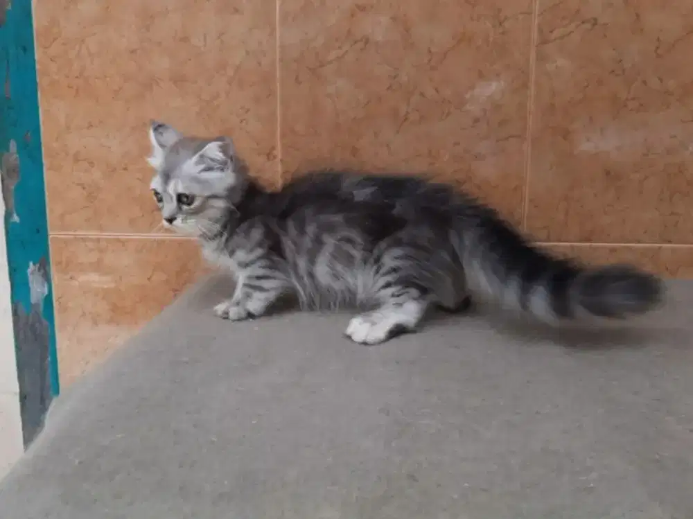 Kitten/kucing munchkin