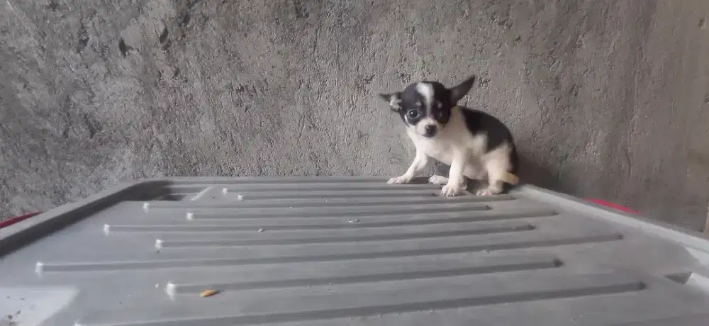 anjing chihuahua betina