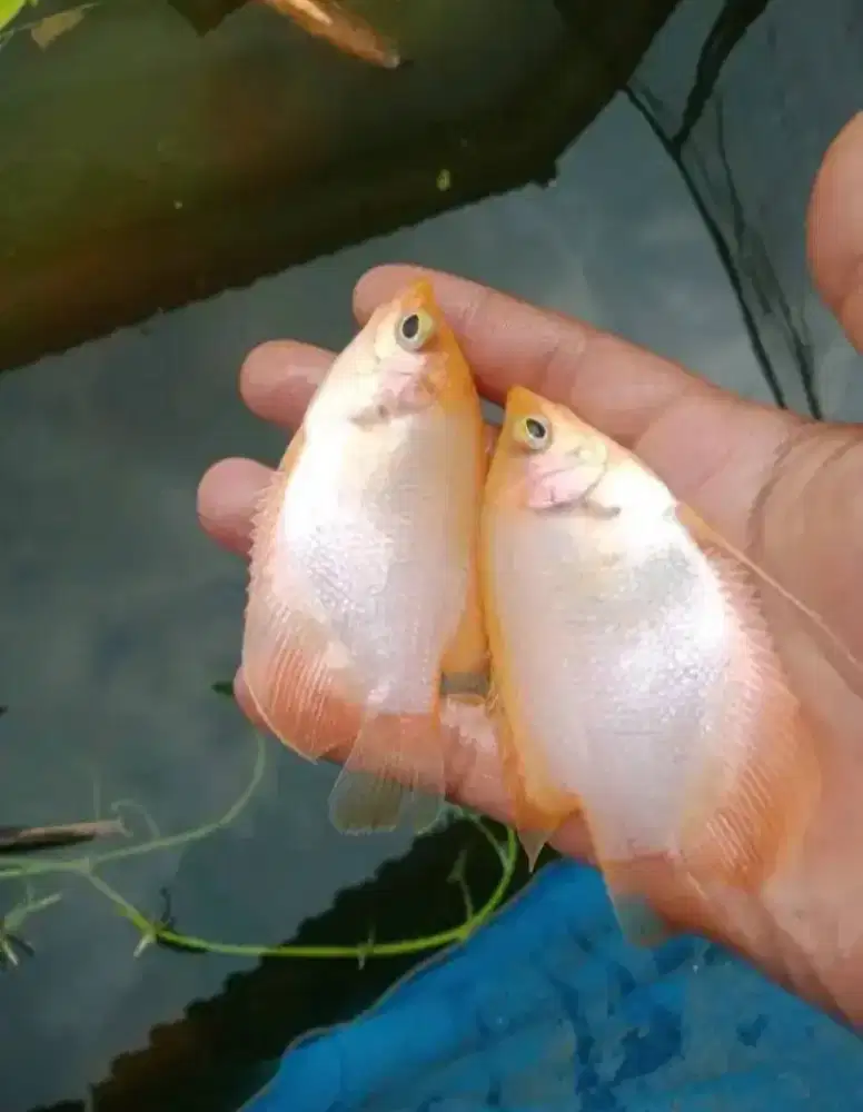 Jual bibit ikan gurame Padang ikan Redy yg minat WA